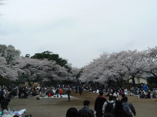 hanami4.jpg