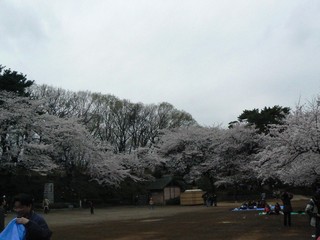 hanami6.jpg